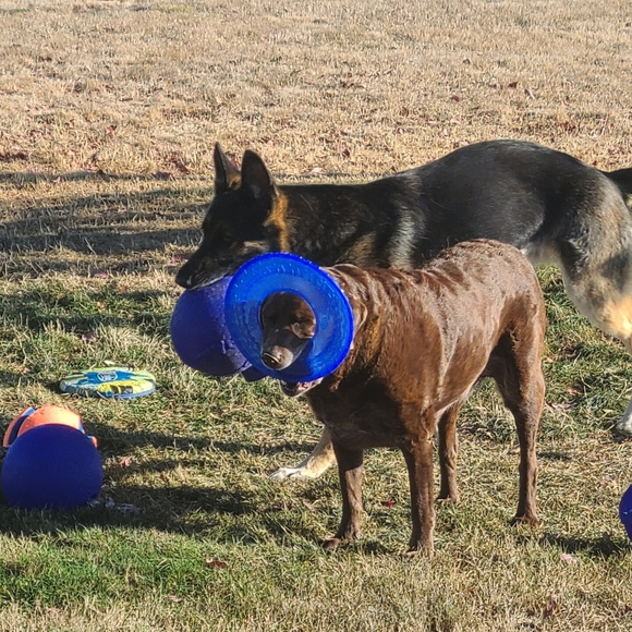 Like To Be Notified When I Go Live 🥳🫶🏻❤️ - Picture 4 of 9